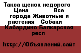 Такса щенок недорого › Цена ­ 15 000 - Все города Животные и растения » Собаки   . Кабардино-Балкарская респ.